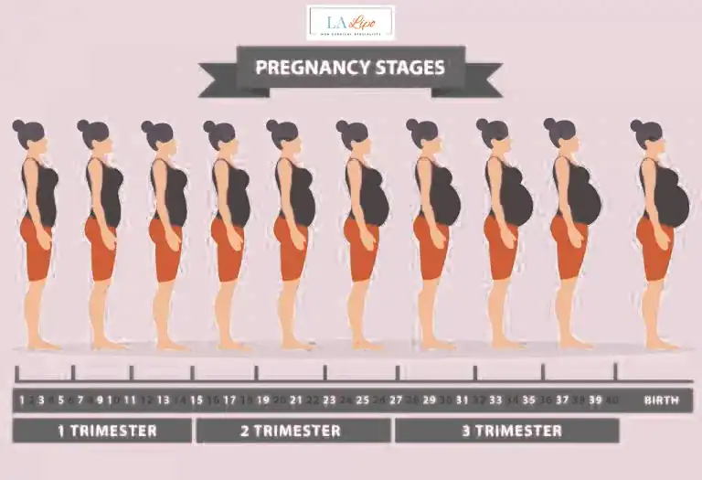 First Trimester (Weeks 1–12): Early Changes You Might Not Notice Warwick